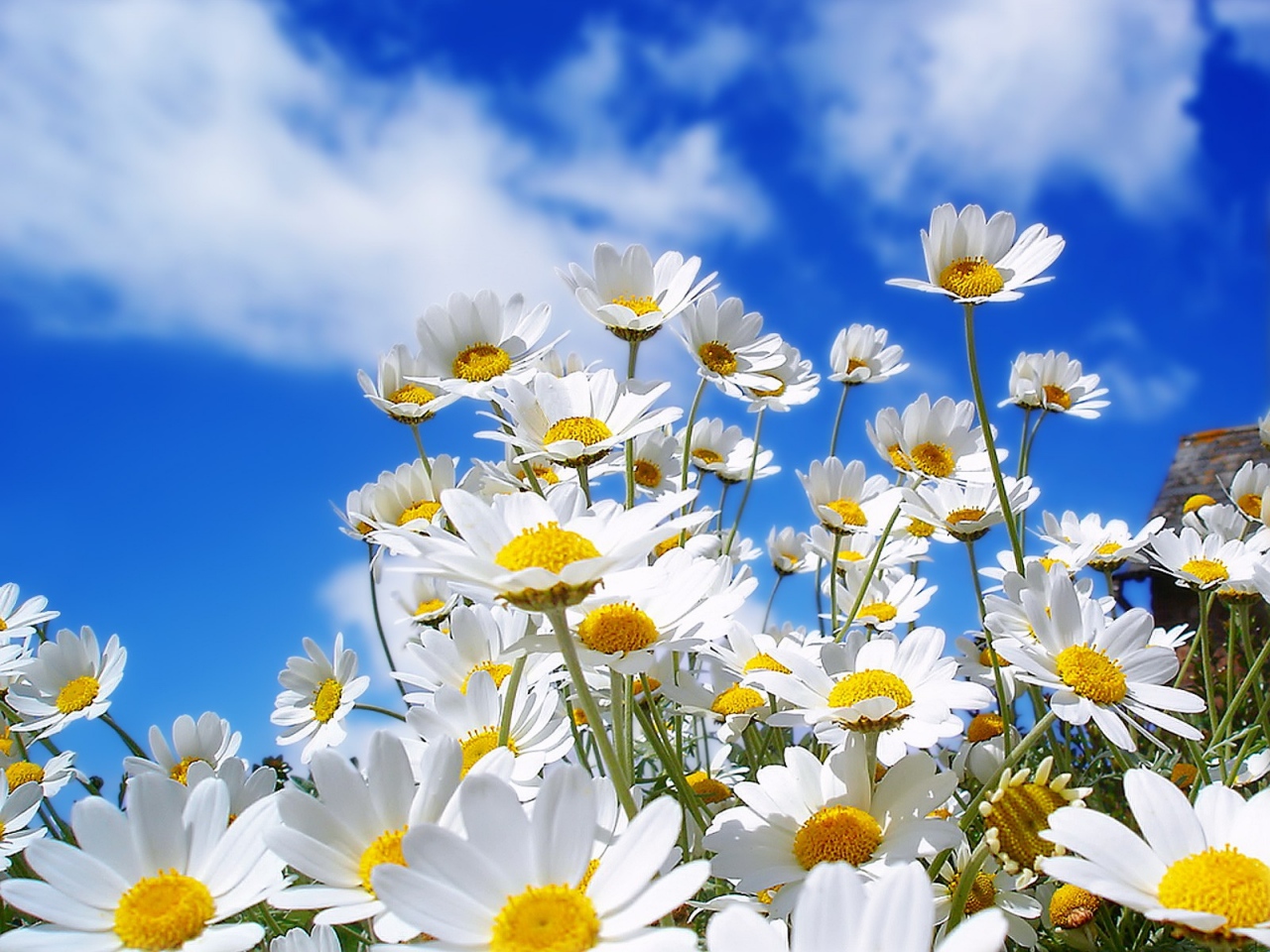 chamomile-flowers-summer-meadow-sky-clouds-beauty